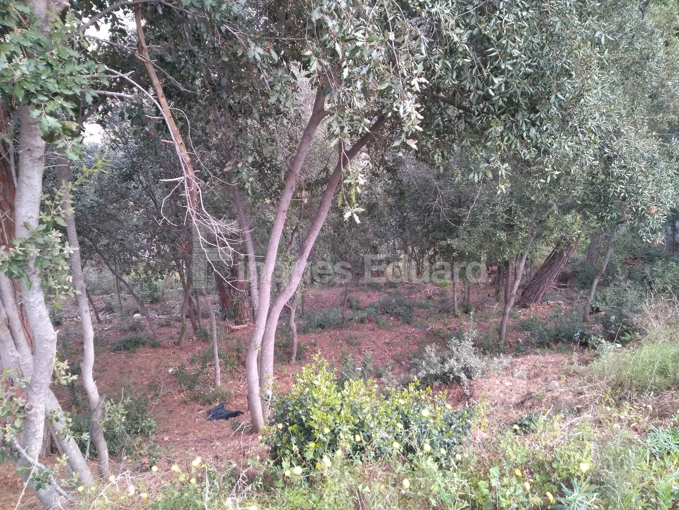 Argentona plot with Montseny views