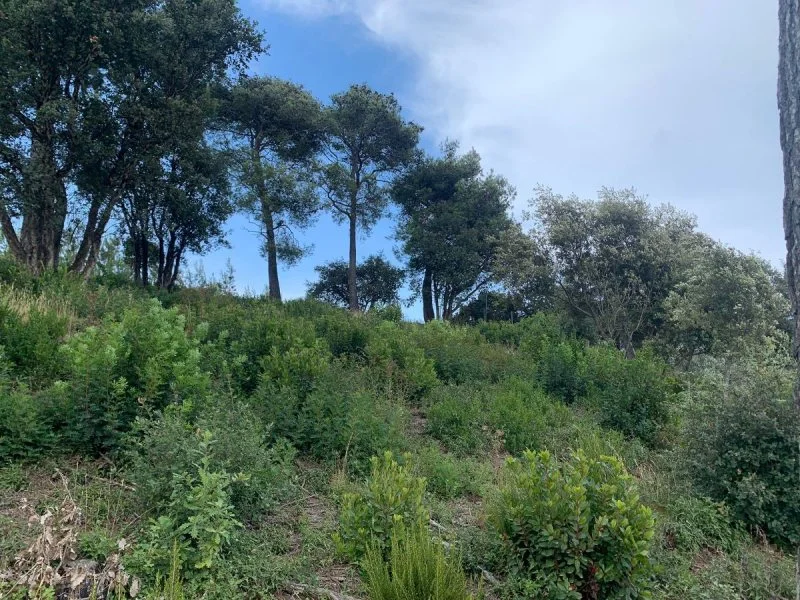 Developable Palafolls plot with endorsed project