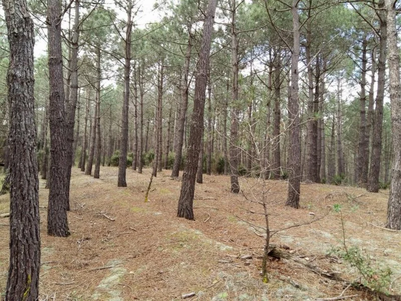 Terreno rústico cerca de Tordera, 9.400 m²
