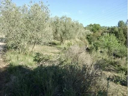 Terreno agrícola de 23.000 m² en Castellbisbal con agua de riego