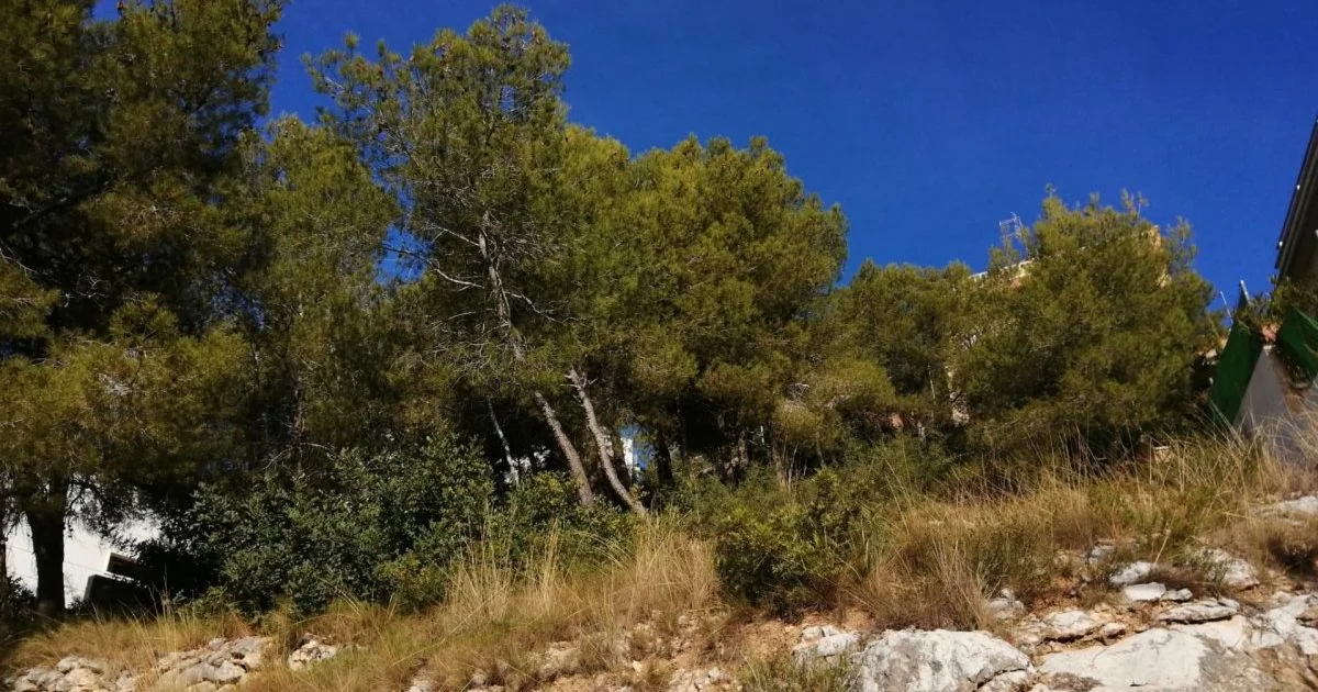 Quintmar plot with sea views