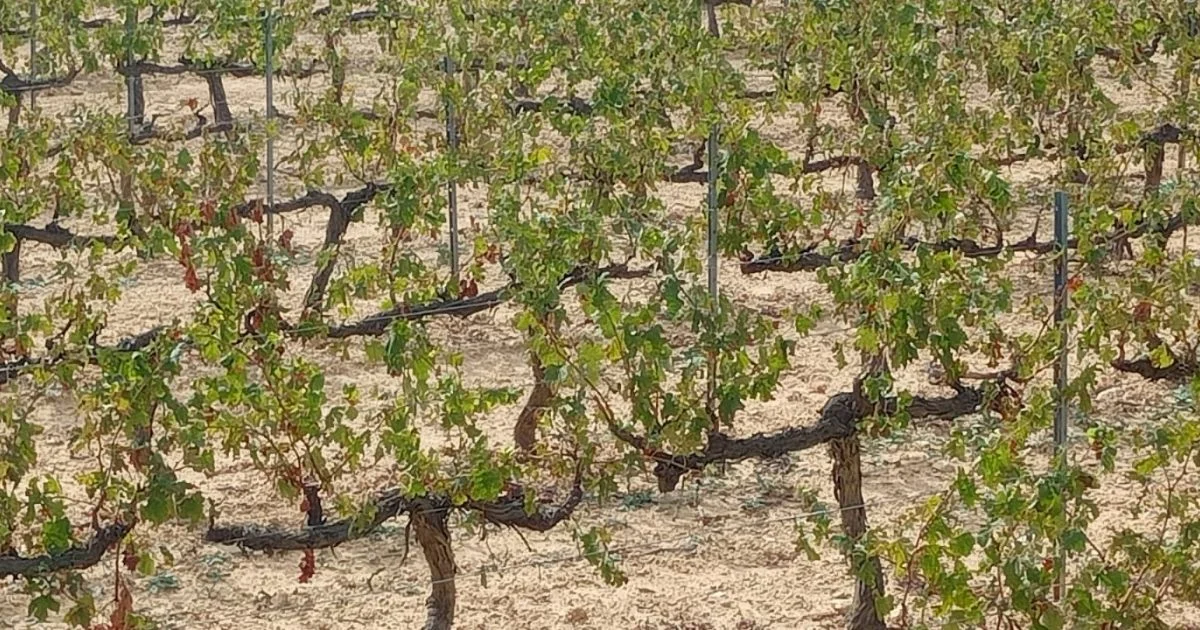 Developable plot near Sant Pere Ribes