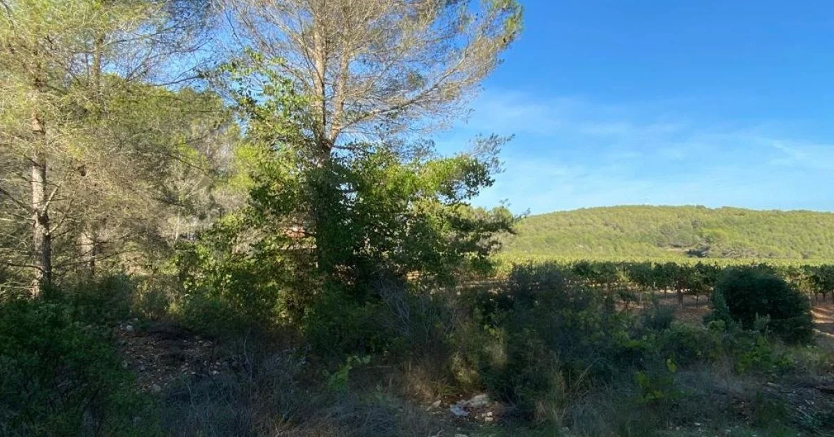 Gran parcela rústica con vistas a viñedos