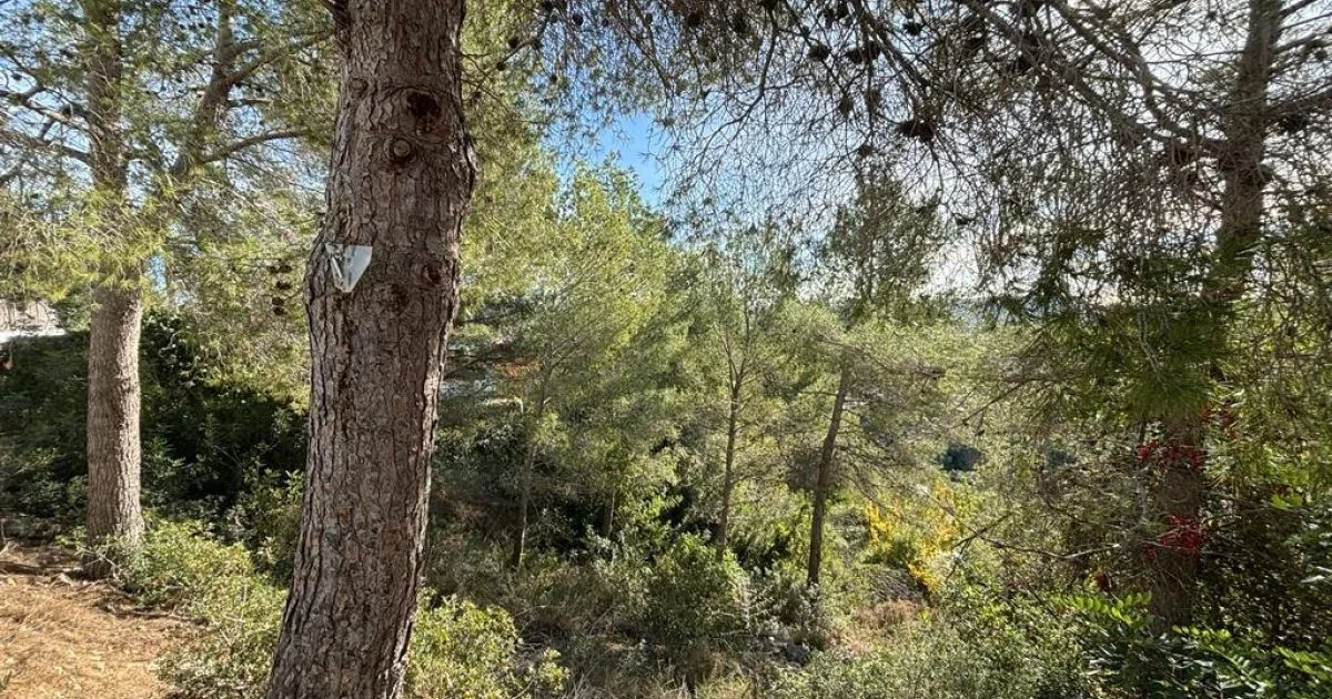 Urban Olivella plot with views