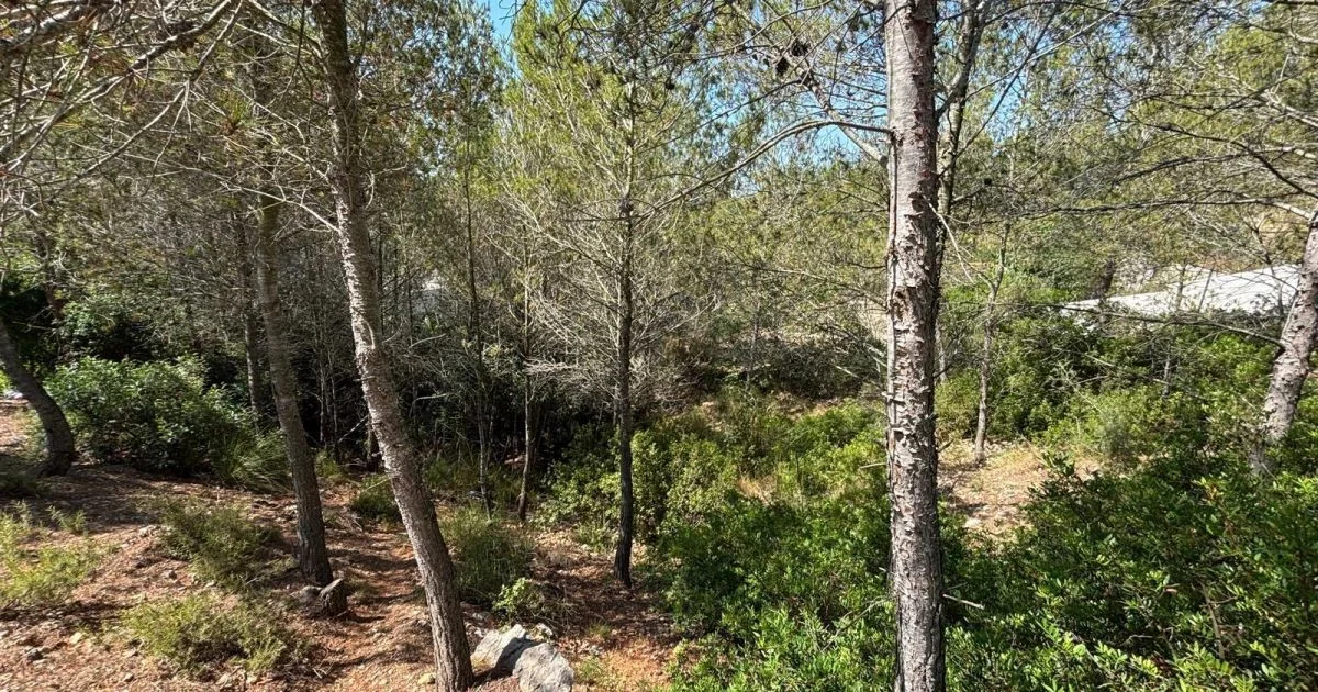 Large nature plot near Olivella