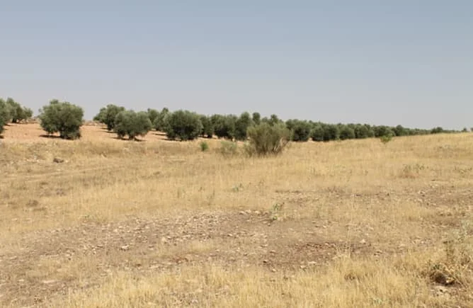 Parcela copropriedad en Campo de Criptana, 22.768 m²