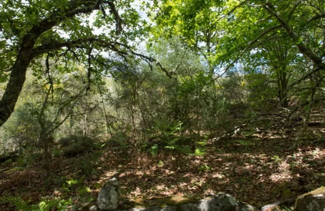 Parcela compartida de terreno en Sarreaus
