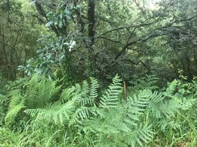 Pequeña parcela en Zas con vistas