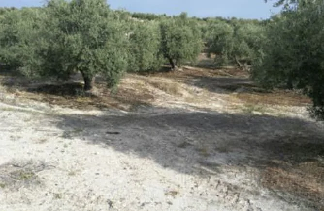 Rural agricultural plot near Torredelcampo