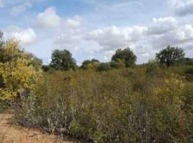 Large residential plot in Corrales
