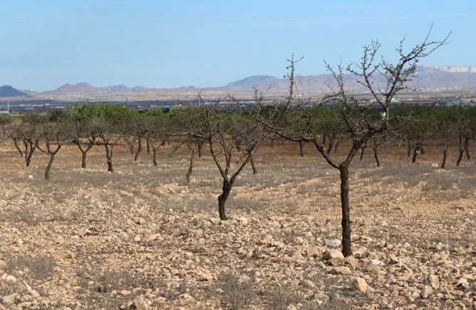 Non-possessory co-owned Fuente Álamo plot
