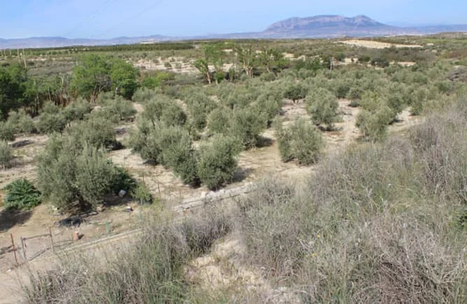 Participación de terreno en Cúllar, 3.840 m²