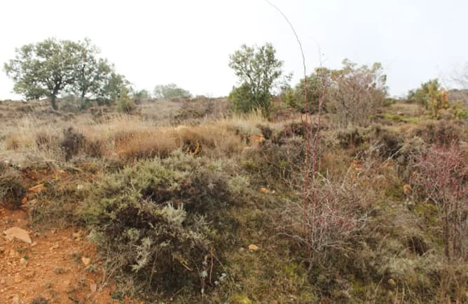 Large rural plot with co-ownership interest