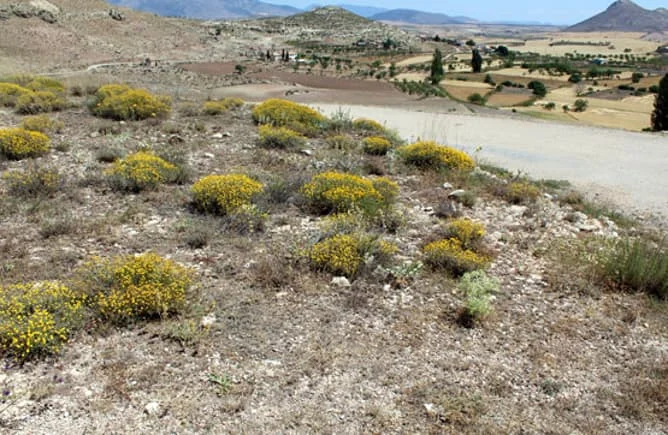 Terreno en copropiedad cerca de Caravaca