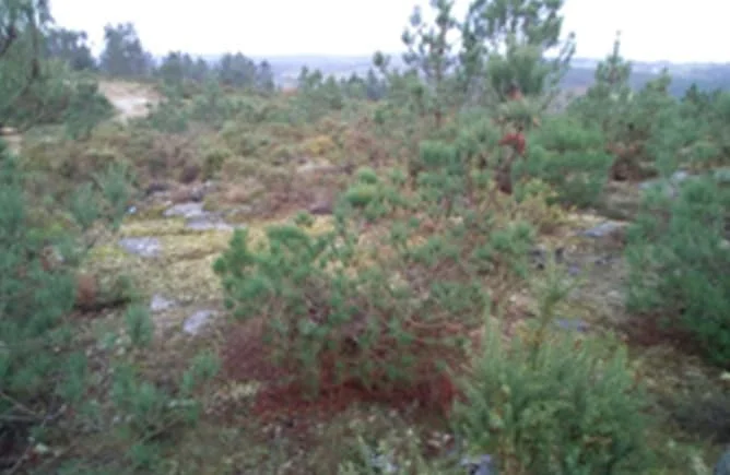 Parcela forestal protegida cerca de Lalín
