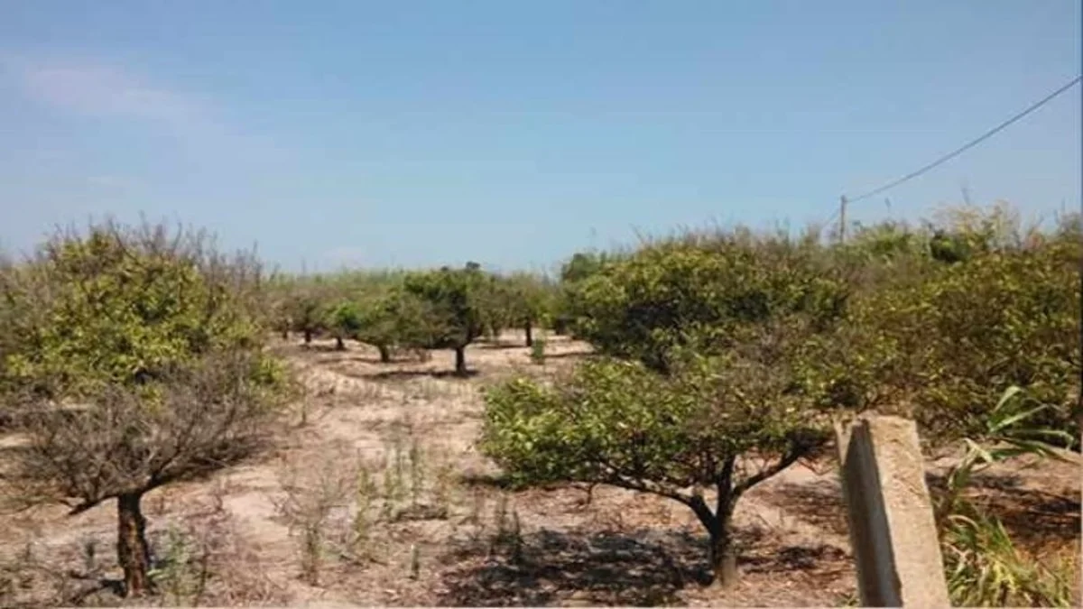 Rural Gandia plot with development potential