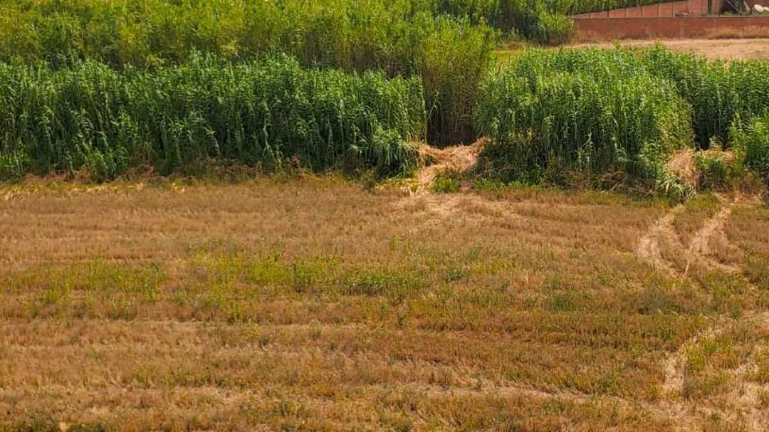 Developable Zaragoza land, co-ownership share