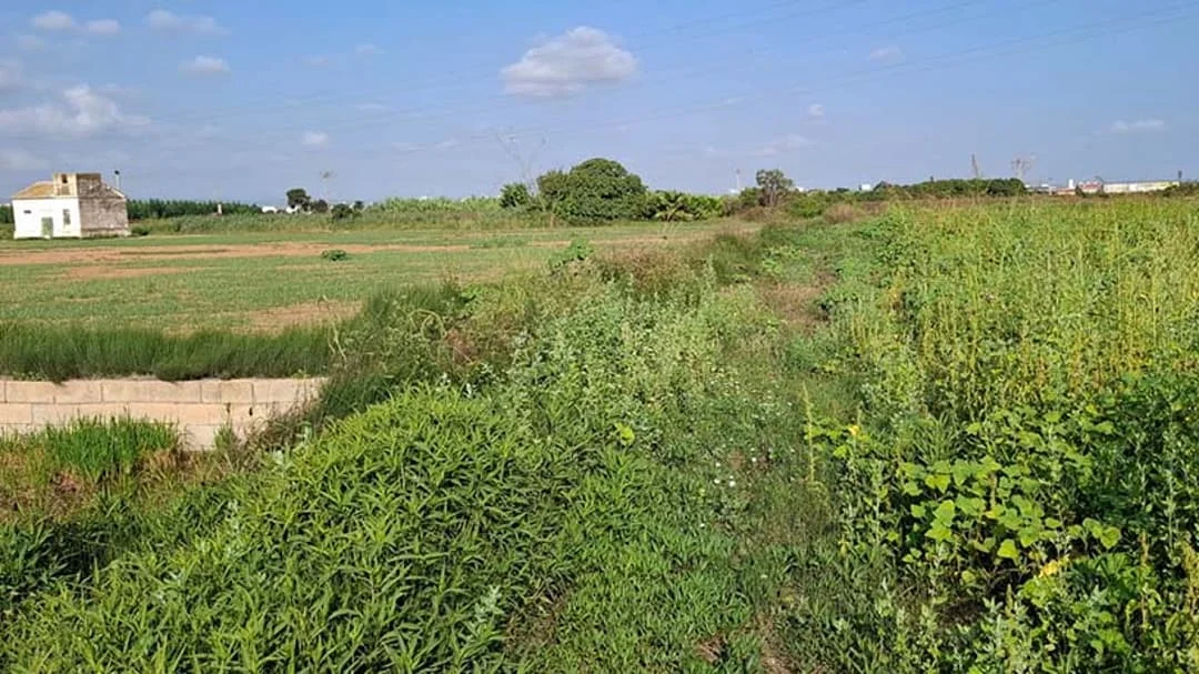 Finca rústica cerca de Silla, 2.260 m²