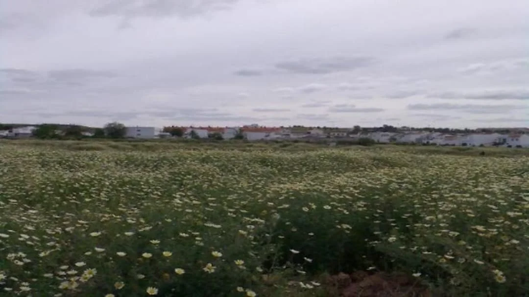 Development land near Carrión centre