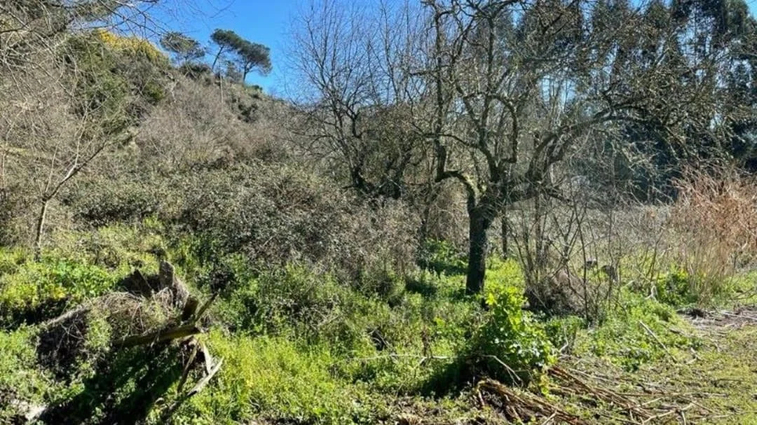 Dos parcelas rústicas cerca de Ourense