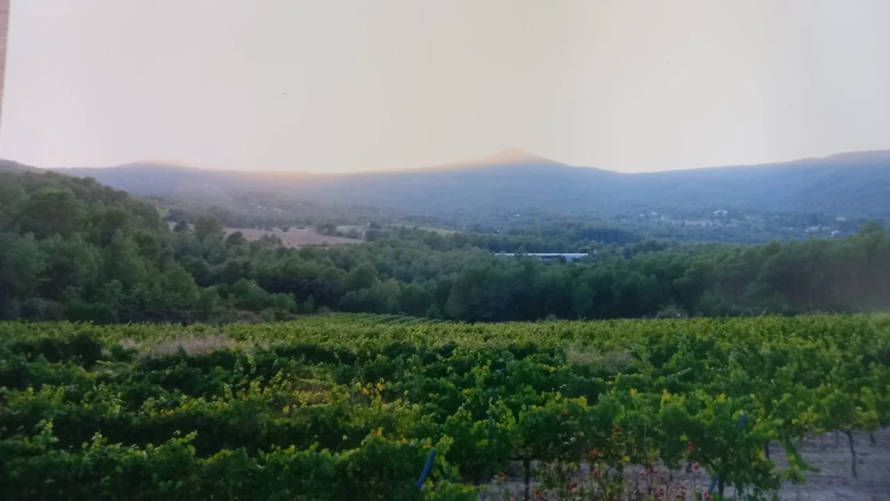 Gran finca forestal con viñedos