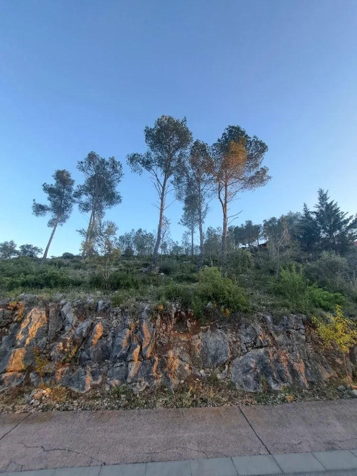 Olivella plot with open views