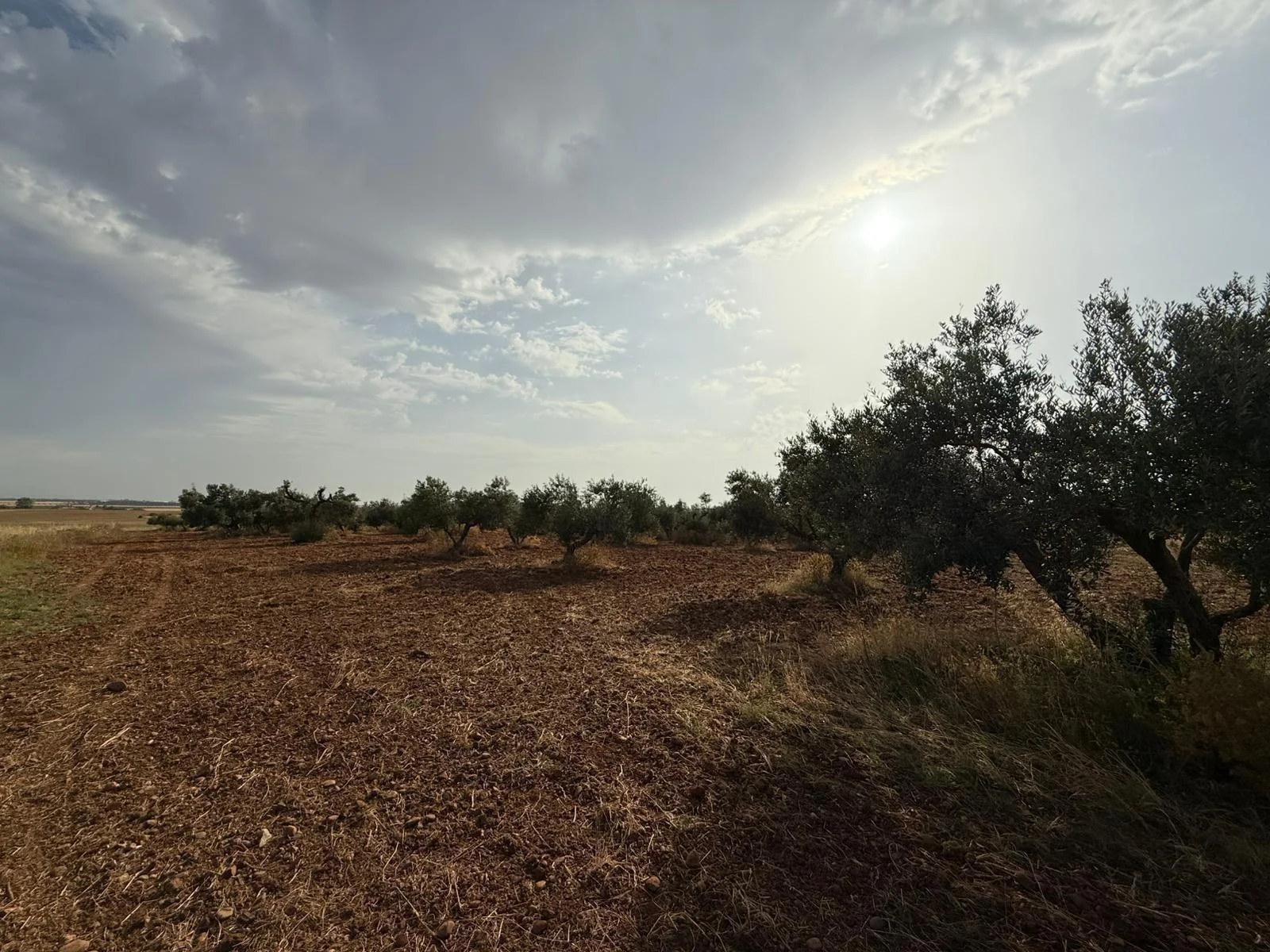 Rural olive plot near Carmona