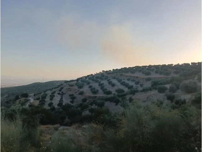 Rural olive plot in Alfacar