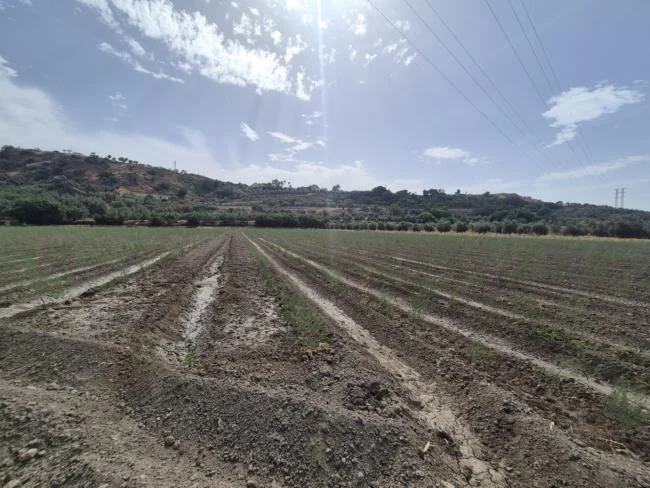 Finca productiva de espárragos cerca de Loja