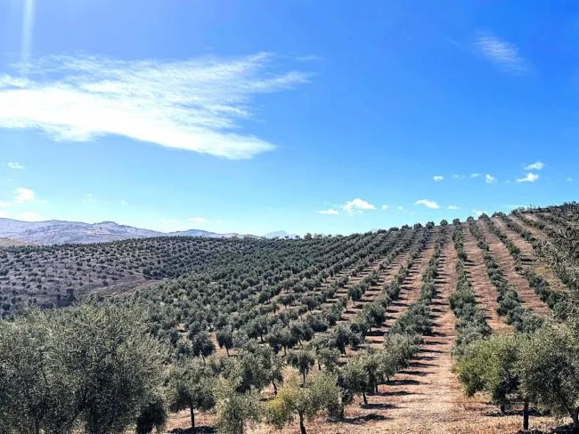 Finca olivarera productiva de 32 hectáreas