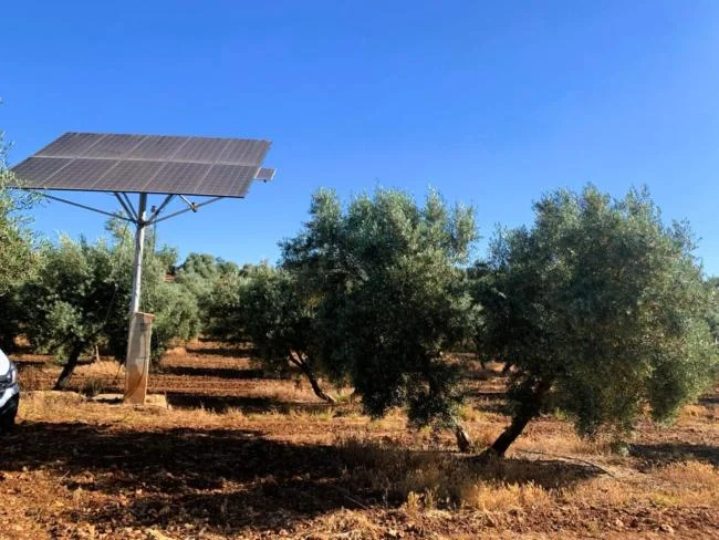 Finca de olivos cerca de Loja, 67.632 m²