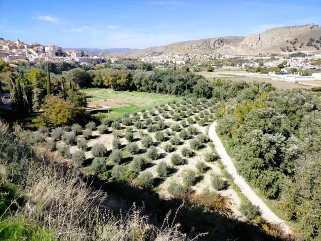 Olive grove near Loja with wells