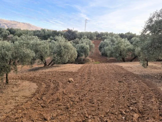 Olivar rústico cerca de Loja, 63.593 m²