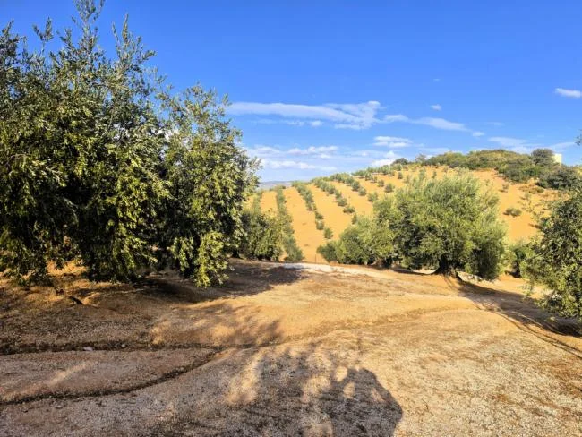 Rural olive farm with 45,000 m²