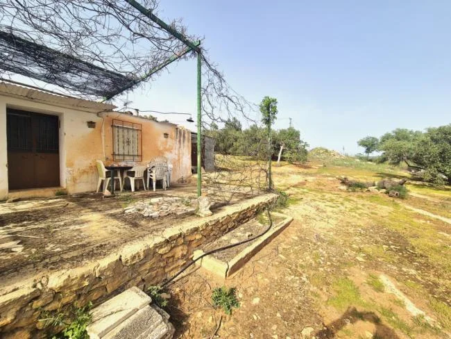Olivar de 17.000 m² cerca de Loja