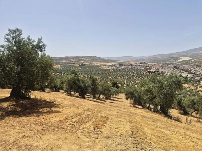 Gran finca de olivar regadío cerca de Salar
