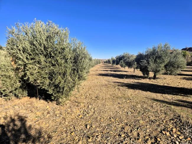 Finca olivarera productiva de 22 hectáreas