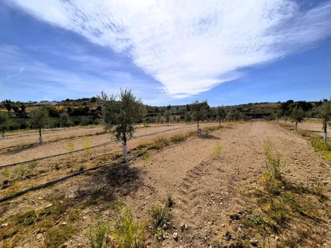 Olivar joven con riego