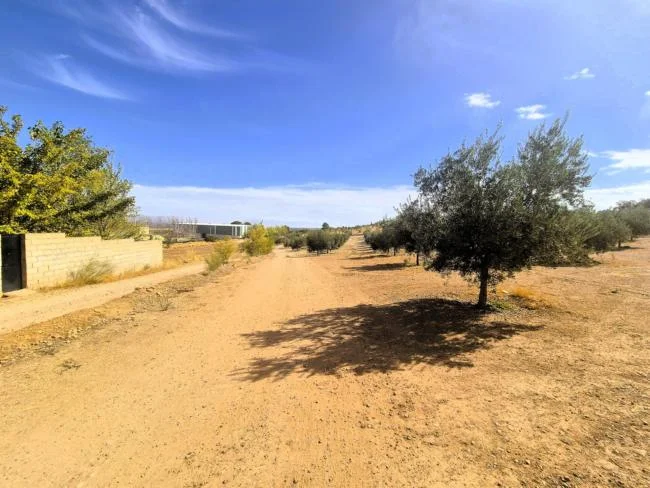 Olivar productivo de 10.500 m²