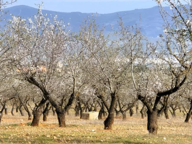 Finca olivarera ecológica cerca de Salar