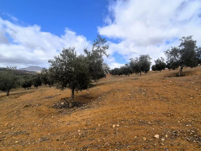 Finca olivarera productiva en Salar