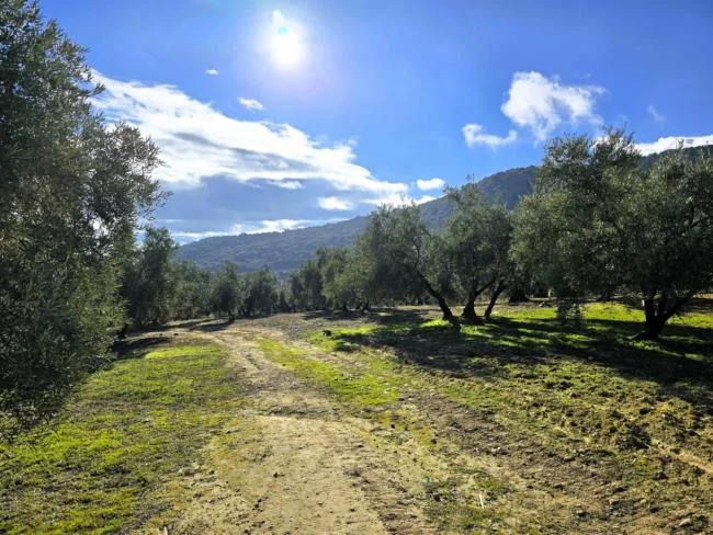 Olivar productivo en Loja
