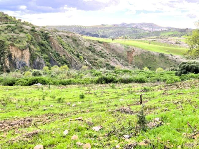 Gran finca de secano cerca de Antequera