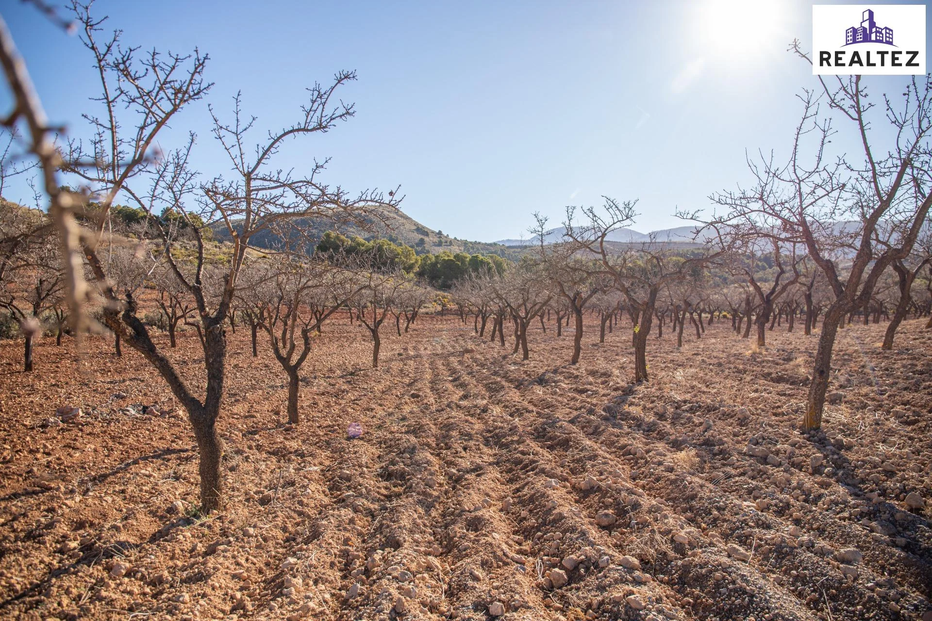 Finca de almendros ecológicos productivos en Alcolea