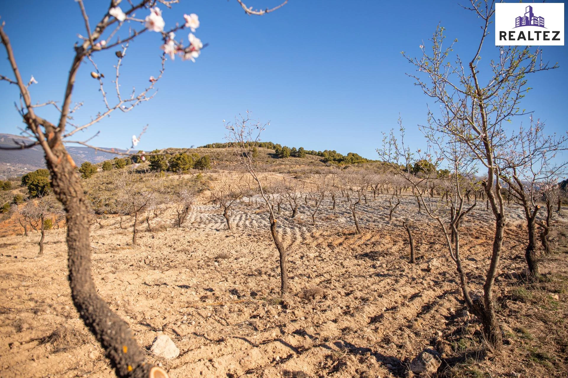 Productive organic almond grove in Alcolea