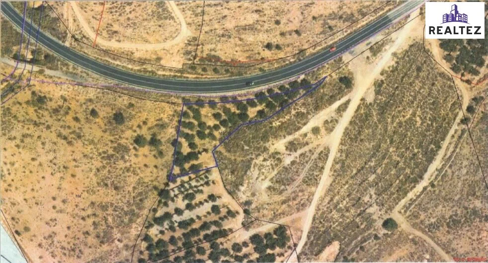 Productive olive farm in Alcolea