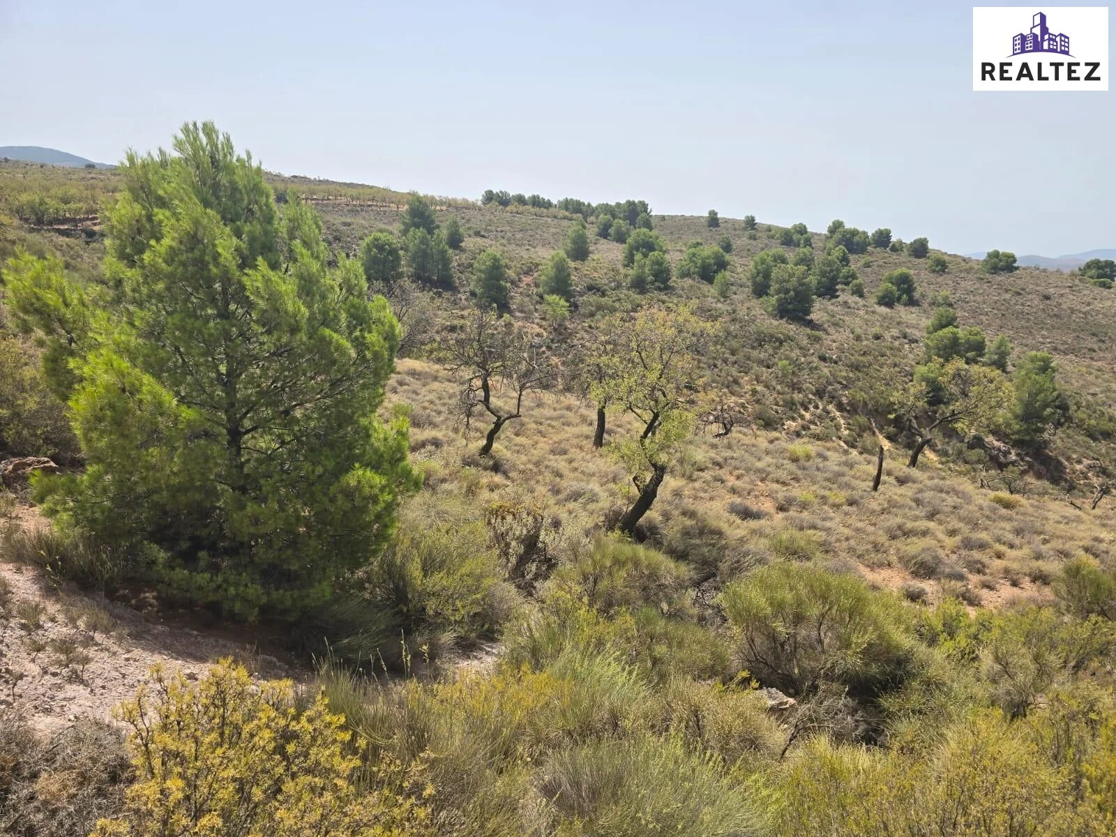 Rural Alcolea land with mountain views