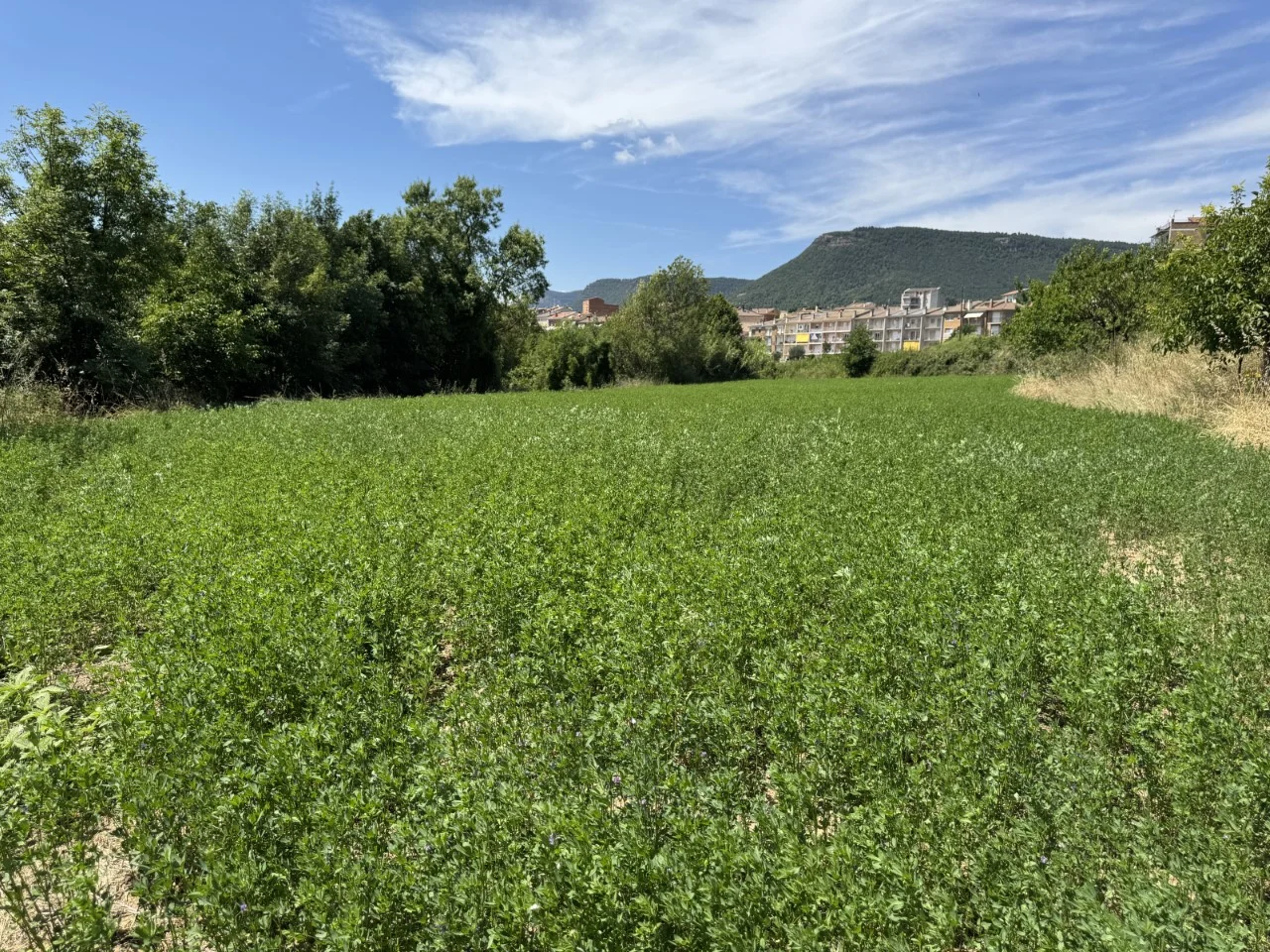 Suelo sectorizado en Berga con potencial residencial