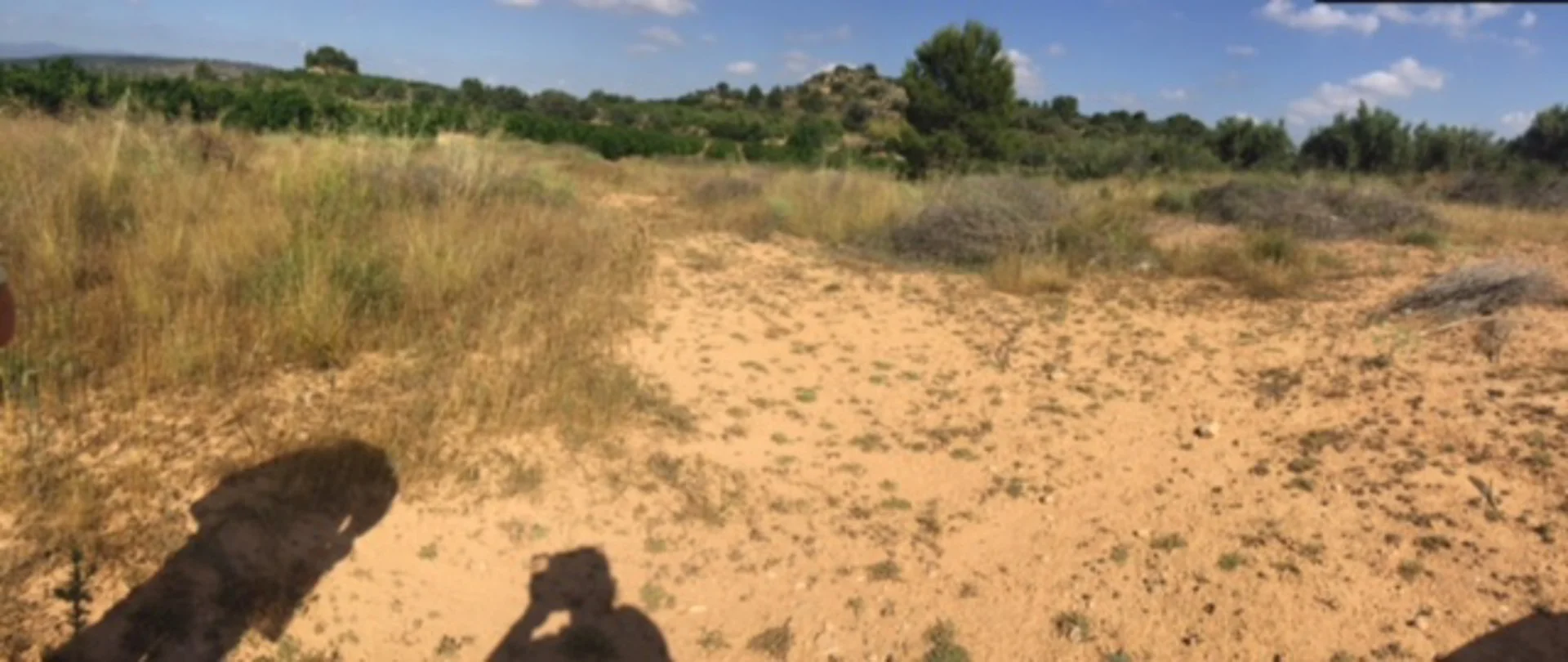 Developable land in Els Pous