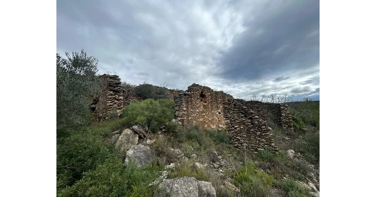 Productive olive land near Biure